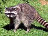 Raccoon