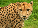 Cheetah