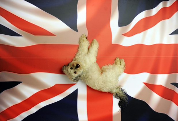 The National Television Awards 2013: Ashleigh and Pudsey