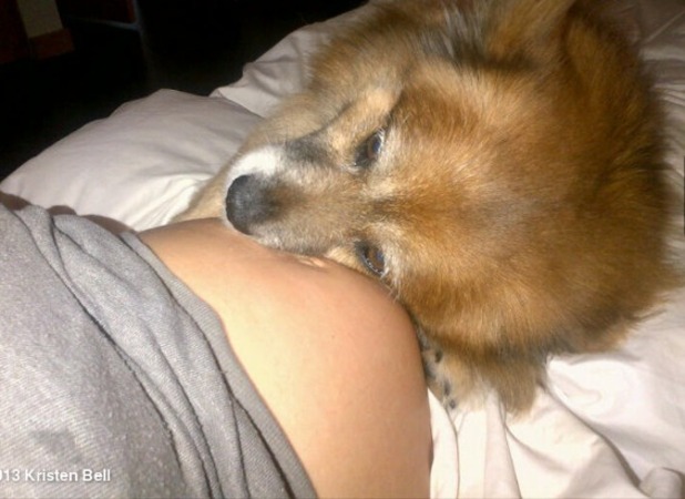 Kristen Bell baby bump and dog