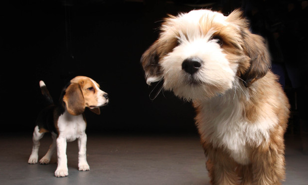 The Secret Life Of Dogs [TV show - don't use for Odd stories]