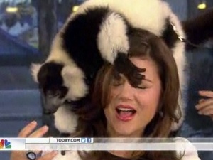 A lemur clambers over Tiffani Thiessen on Today