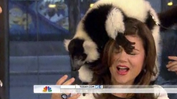 A lemur clambers over Tiffani Thiessen on Today