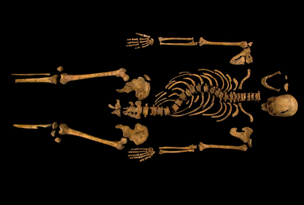 complete skeleton showing the curve of the spine, Richard III