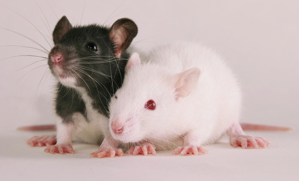 Two Rats
