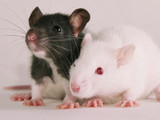 Two Rats