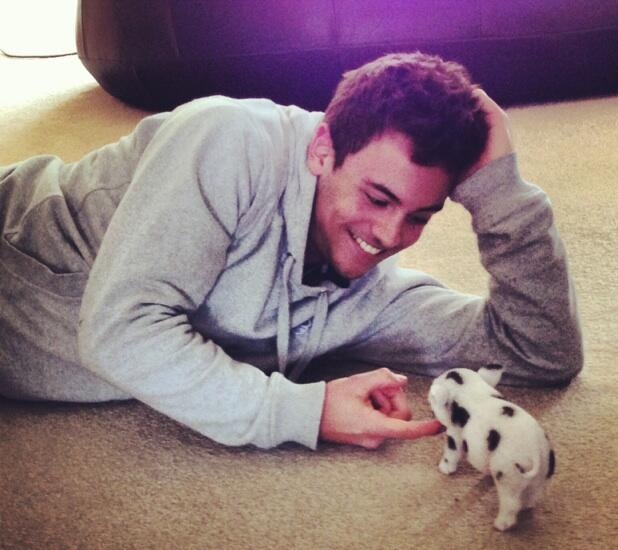 Tom Daley with his new micro pig