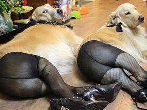 Dogs dressed in suspenders and stockings on Chinese social media site