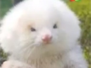 Steroid filled ferrets sold as poodles