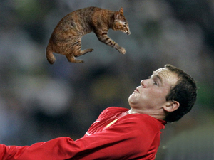 Sports balls replaced with cats