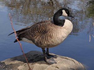 Goose (generic)