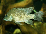 Mangarahara cichlid fish