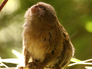 Pygmy Marmoset Monkey.