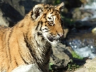Tiger has surgery to remove 4-pound hairball - video