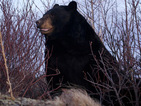 A first look at Discovery Channel's new groundbreaking documentary series.