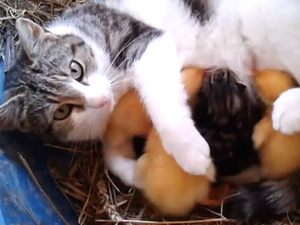 Cat feeds ducklings