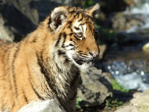 Tiger.
