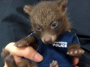 Baby raccoon mistaken for bear cub