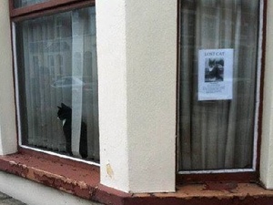 Lost cat seen next to missing poster