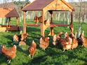 Chickens 'smarter than human toddlers'