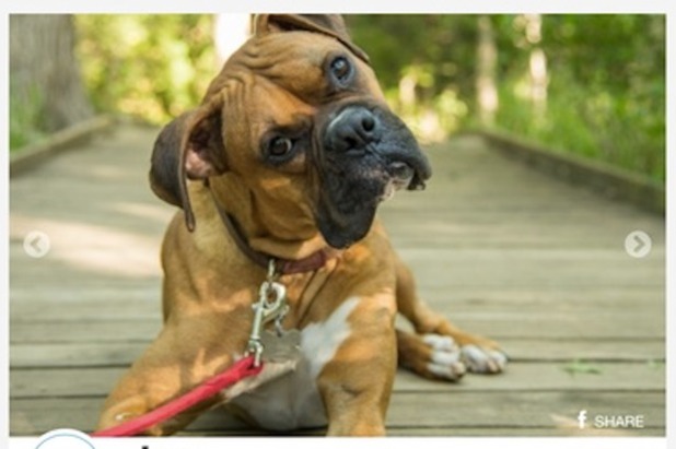 dating app for animal lovers 10 purrfect apps for animal lovers i have compiled a list of ten apps that animal lovers everywhere will enjoy google+ or appnet. dating app for animal lovers 10 purrfect apps for animal lovers i have compiled a list of ten apps that animal lovers everywhere will enjoy google+ or appnet.