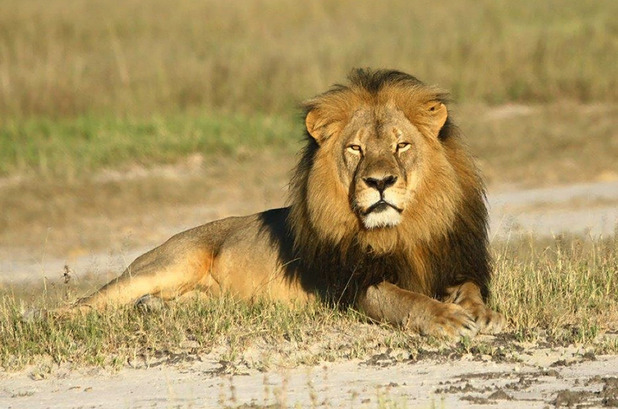 Cecil the lion