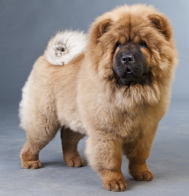 Chow Chow dog