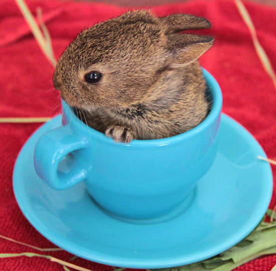 A bunny in a teacup - Fun News - Digital Spy