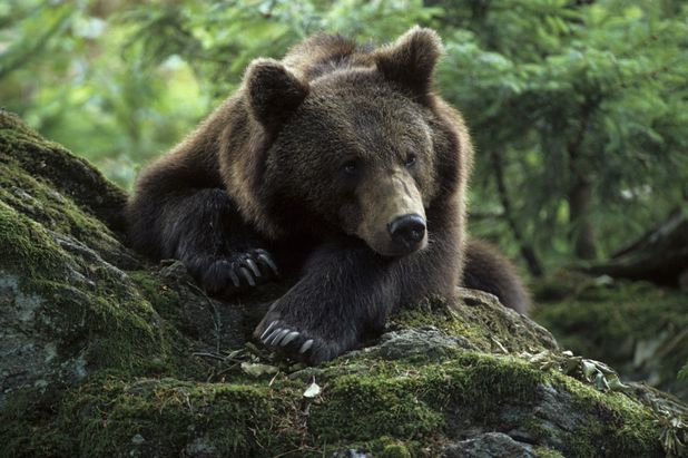 Bosnian farmer survives bear attack, kills animal with axe - Fun News ...